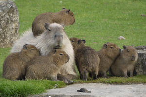 White And Brown Capybara Wallpaper
