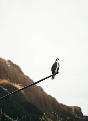 White And Brown Falcon Resting Wallpaper