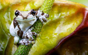 White And Brown Frog Wallpaper