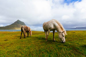 White And Brown Horses Near Body Of Water During Daytime Wallpaper