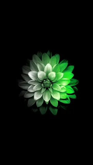 White And Green Flower Apple Wallpaper