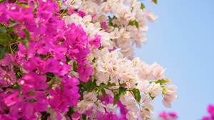 White And Pink Bougainvillea Wallpaper