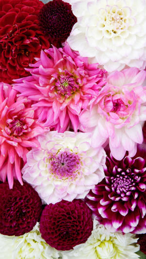 White And Pink Carnations Floral Iphone Wallpaper
