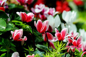 White And Pink Cyclamen Flowers Wallpaper
