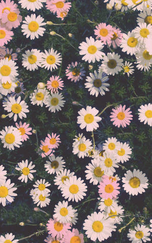 White And Pink Daisies Floral Iphone Wallpaper