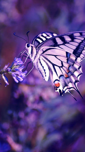 White And Purple Butterfly Phone Background Wallpaper