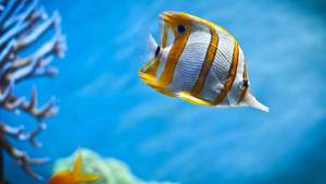 White And Yellow-striped Cool Fish Wallpaper