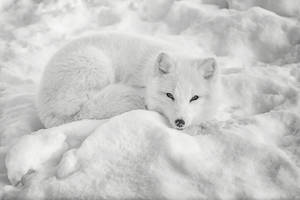 White Arctic Fox In The Snow Wallpaper
