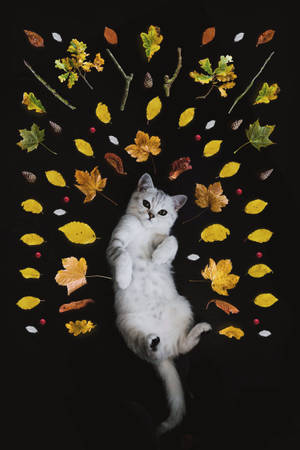 White Autumn Cat Wallpaper