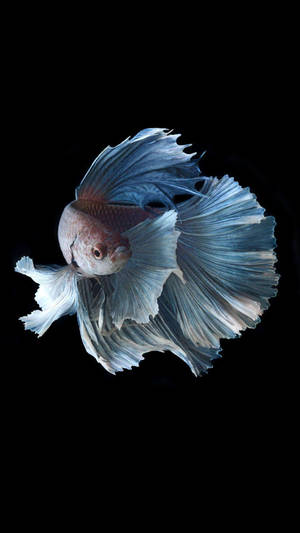 White Betta Fish Wallpaper