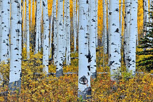 White Birch Tree Eyes Cool Wallpaper