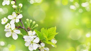 White Blossoms On A Branch With Green Leaves Wallpaper