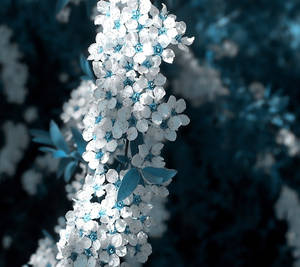 White Blue Sakura Beautiful Flower Wallpaper