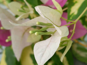 White Bougainvillea Flower Wallpaper
