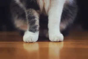 White Cat Paws Wallpaper