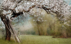 White Cherry Blossom Tree Wallpaper