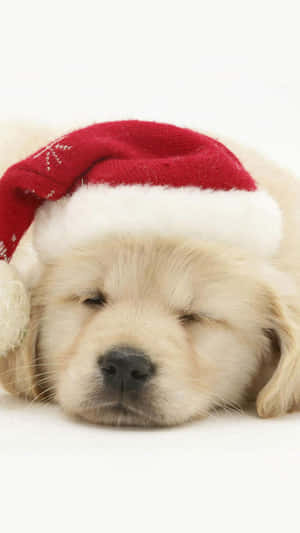 White Christmas Dog Sleeping Wallpaper