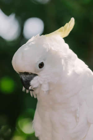 White Cockatoo Portrait Wallpaper