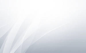 White Color Curved Lines Wallpaper