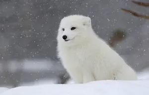 White Cute Fox In Snow Wallpaper