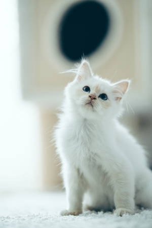 White Cute Kitten On Carpet Wallpaper
