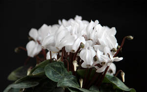 White Cyclamen Flowers Wallpaper