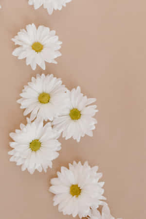 White Daisies On A Beige Background Wallpaper