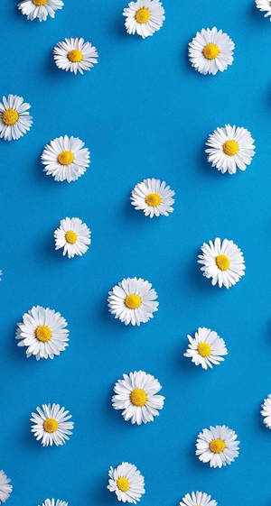 White Daisy Aesthetic In Blue Wallpaper