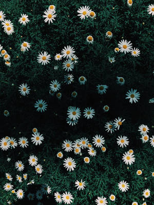 White Daisy Flower Android Wallpaper