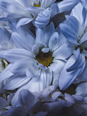 White Daisy Flower Android Wallpaper