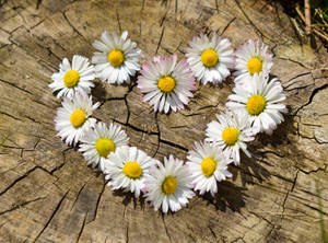 White Daisy Flower Heart Wallpaper