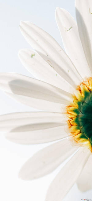 White Daisy Flower Up-close Iphone Wallpaper