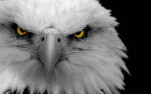 White Eagle With Fierce Eyes Wallpaper