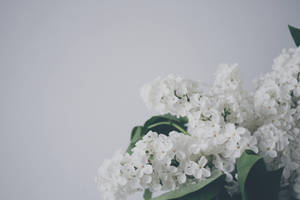 White Elegant Flowers Aesthetic Wallpaper