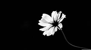 White Flower Black And White Wallpaper