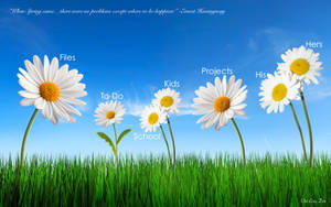 White Flower Desktop Organizer Wallpaper
