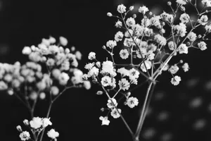 White Flower Grayscale Wallpaper