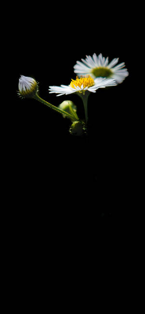 White Flower With Bud Iphone Portrait Wallpaper