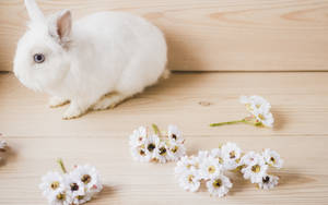 White Flowers And Cute Bunny Wallpaper