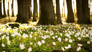 White Flowers Cute Spring Desktop Wallpaper