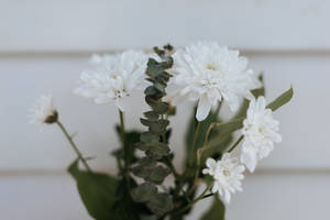 White Flowers For Mothers Day Wallpaper