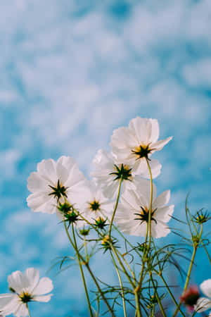 White Flowers In A Vase Wallpaper