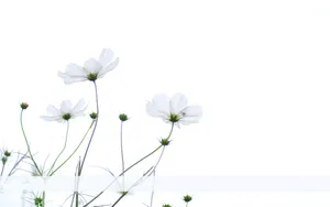 White Flowers In A Vase Wallpaper