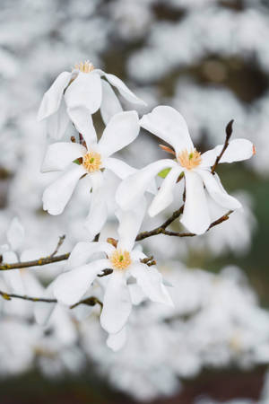 White Flowers In April Wallpaper