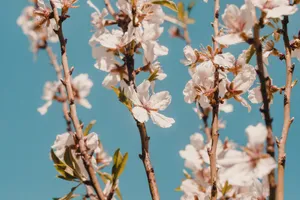 White Flowers In April Wallpaper