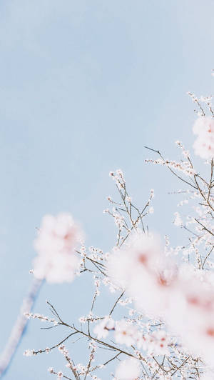 White Flowers In Cute Pastel Aesthetic Sky Wallpaper