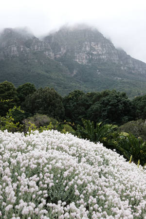 White Flowers Mountains Wallpaper