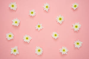 White Flowers On Pink Background Wallpaper