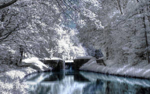 White Forest And River Winter Scenery Wallpaper
