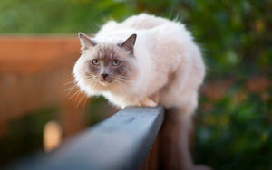 White Furry Cat On Fence Wallpaper